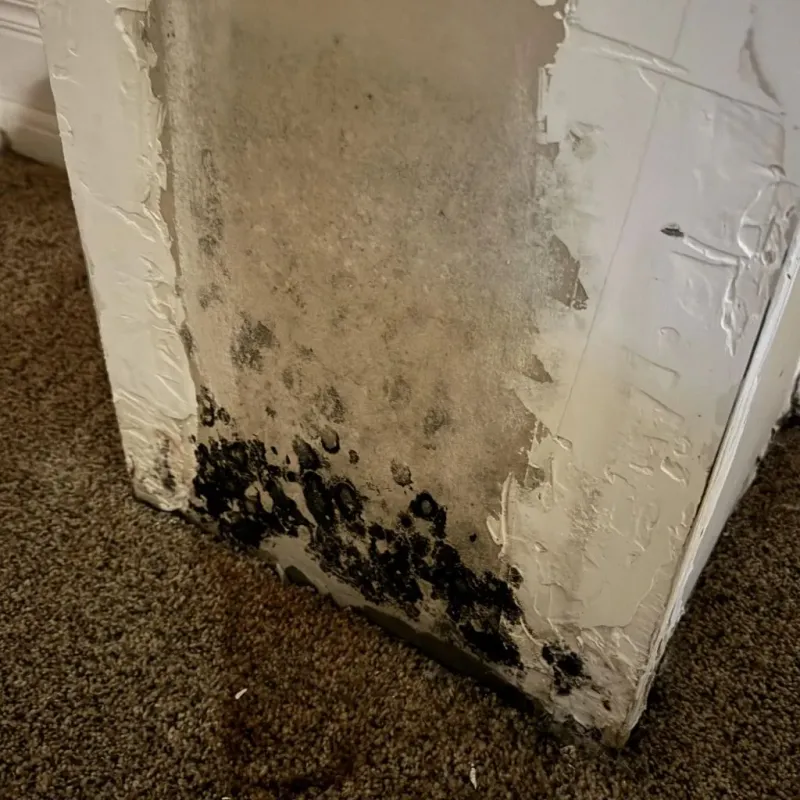 Professional Mold Removal in Union City, TN